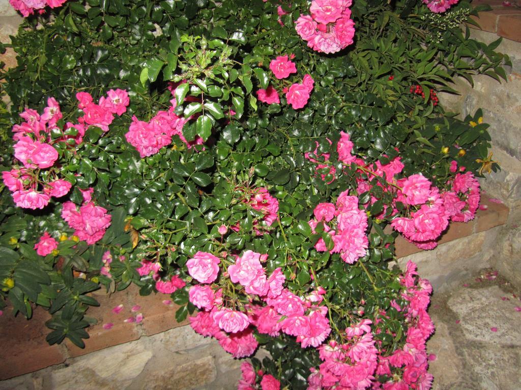 Agriturismo Borghetto Il Montino Rapolano Terme Exteriör bild