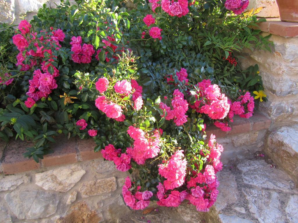 Agriturismo Borghetto Il Montino Rapolano Terme Exteriör bild